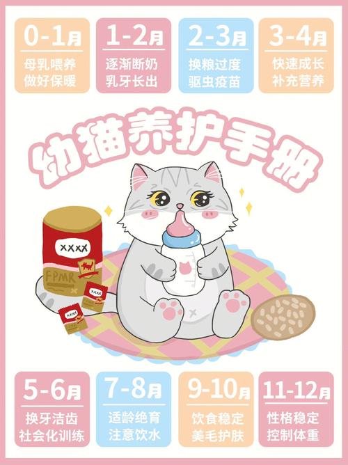 猫咪饲养全攻略，养出快乐健康的小猫