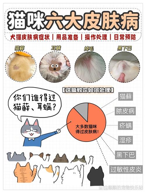 猫咪皮炎，如何有效控制与治疗