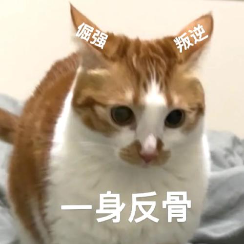 寒夜里的哀歌，一只猫咪的悲惨命运