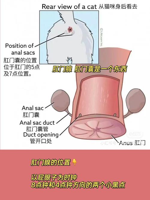 猫咪肛门积液，如何预防与处理