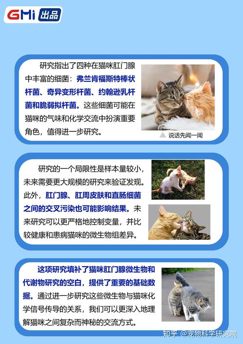 揭秘猫咪怀孕的秘密，时间、准备与关爱