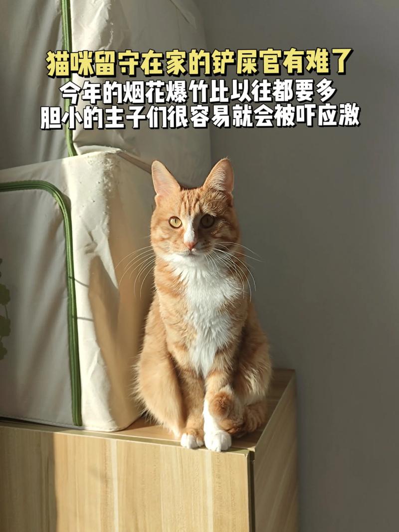 猫咪的适应难题，为什么它不愿意搬家？