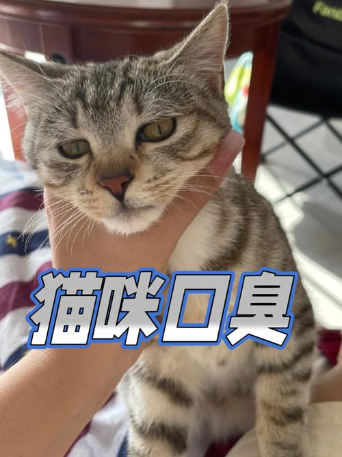 揭秘猫咪掉牙与口臭背后的秘密