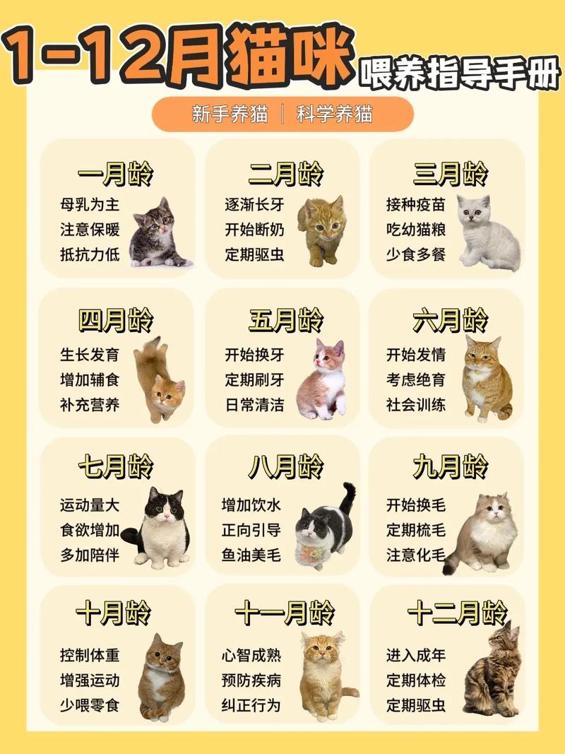 轻松养猫，你的猫咪养护指南