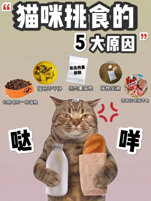 揭秘猫咪用药量，科学喂养，守护毛孩子健康