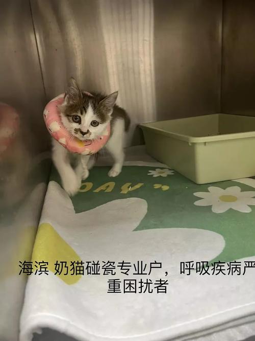 温馨小品，猫咪嘴部烫伤的温馨康复历程