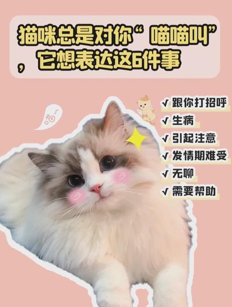 猫咪为什么总是叫？解读常见原因与解决策略