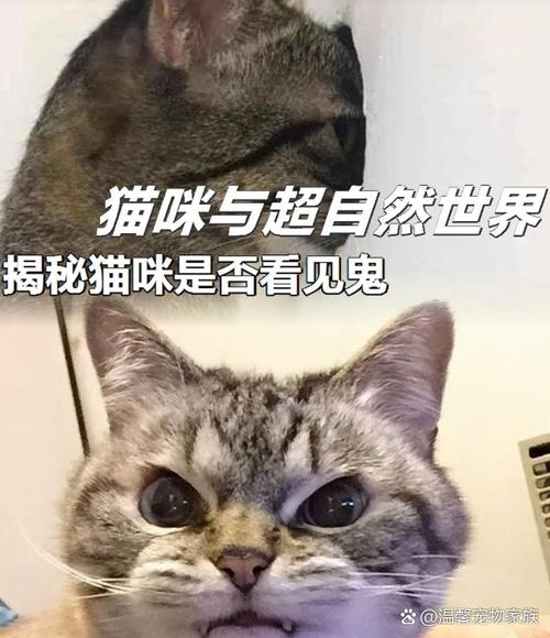 猫咪无病毒，揭秘猫咪健康的奥秘