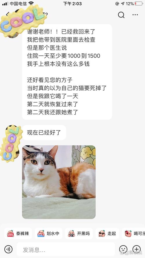 猫咪中毒，如何预防与应对