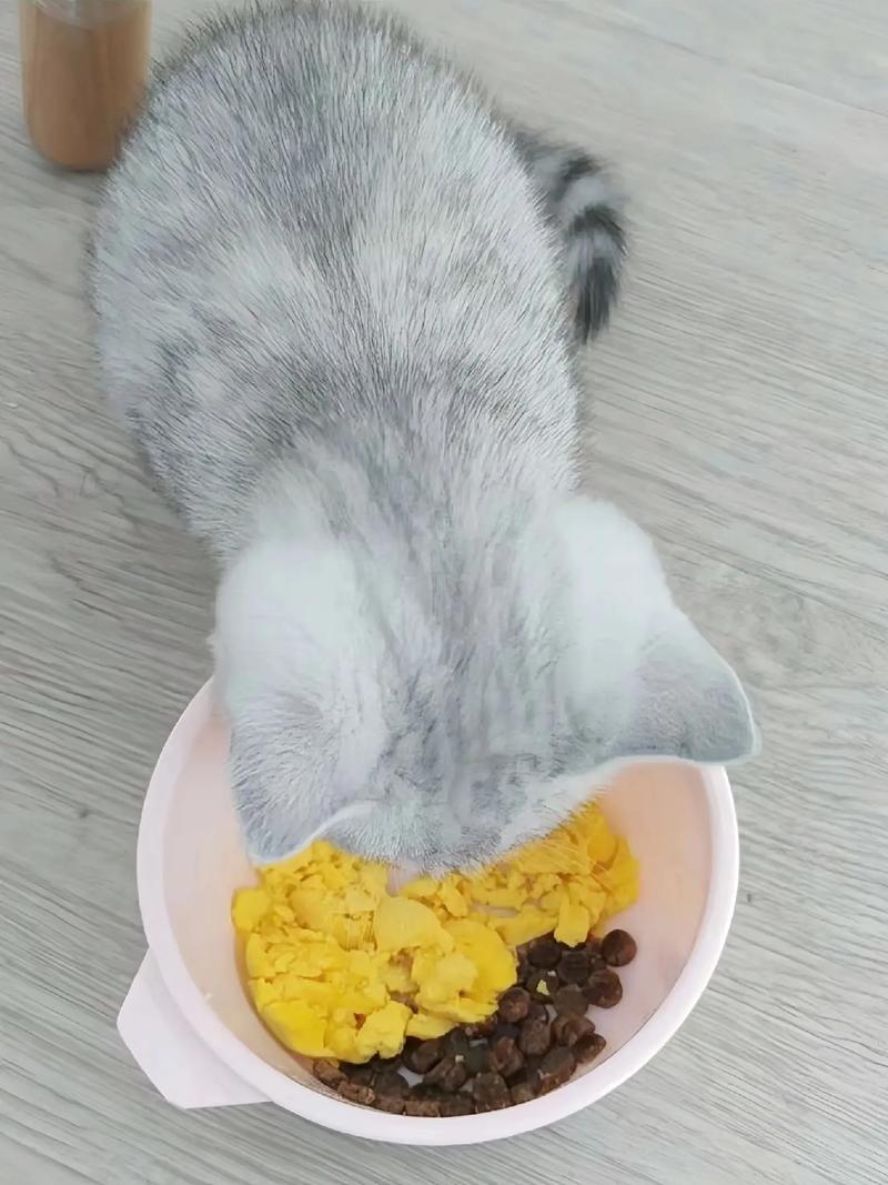 猫咪饮食规律，为毛吃出健康生活？