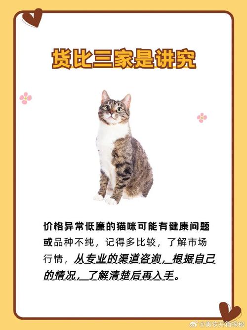 喵星人的好去处——猫咪领养指南