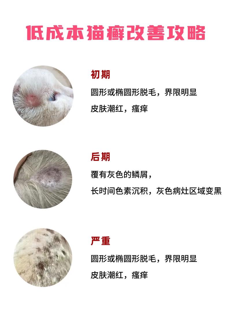 猫咪轻微皮屑，了解原因与改善之道