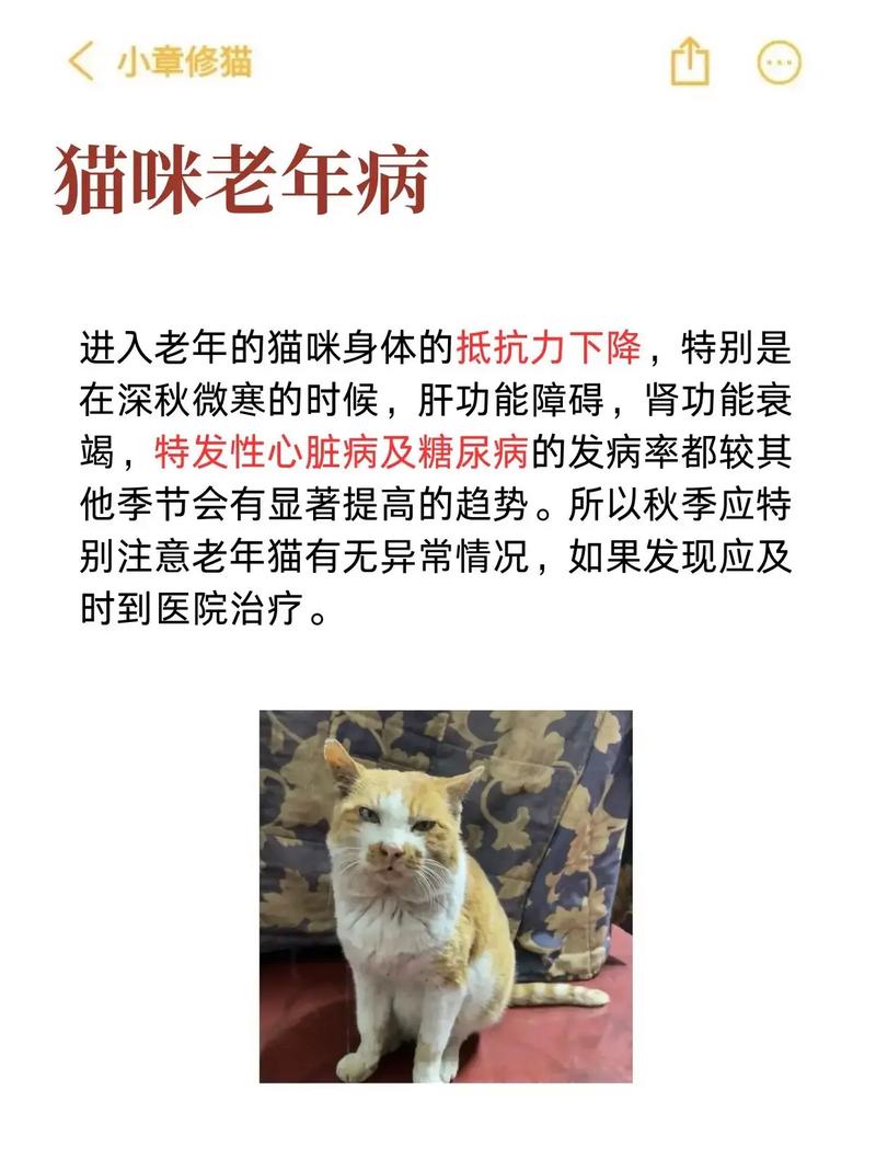 猫咪肝脏问题，常见症状与预防指南