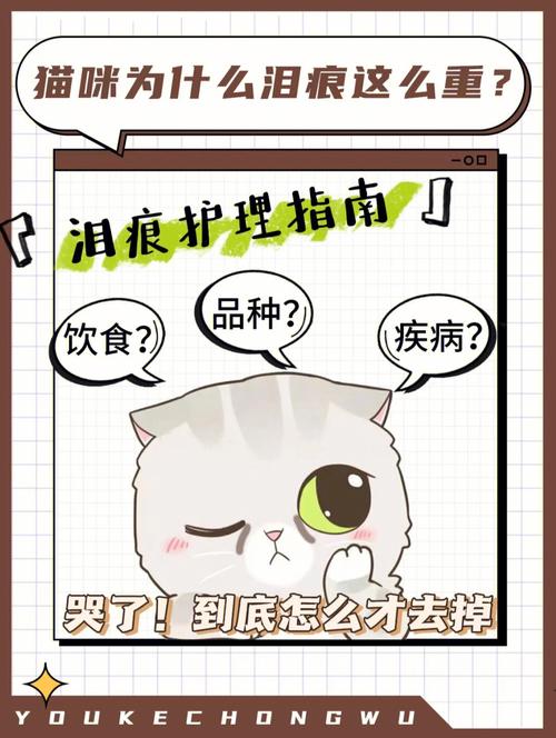 治愈泪痕，猫咪泪腺健康小贴士