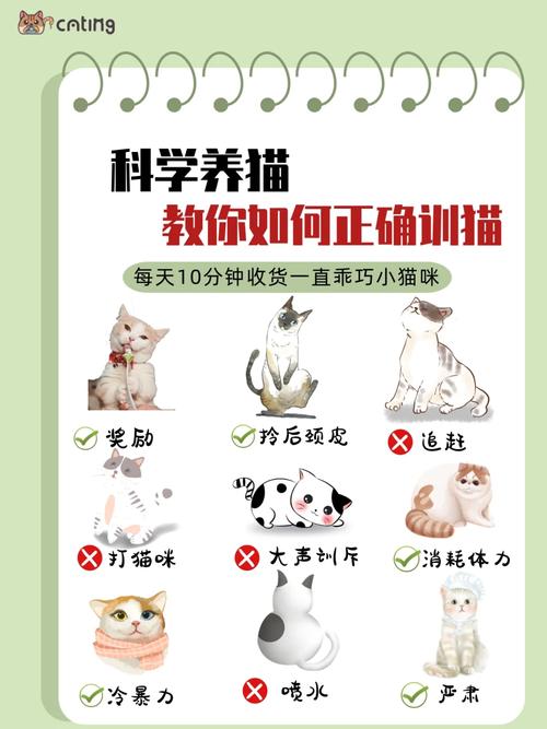 猫咪训练小秘籍，轻松成为你家的乖乖猫