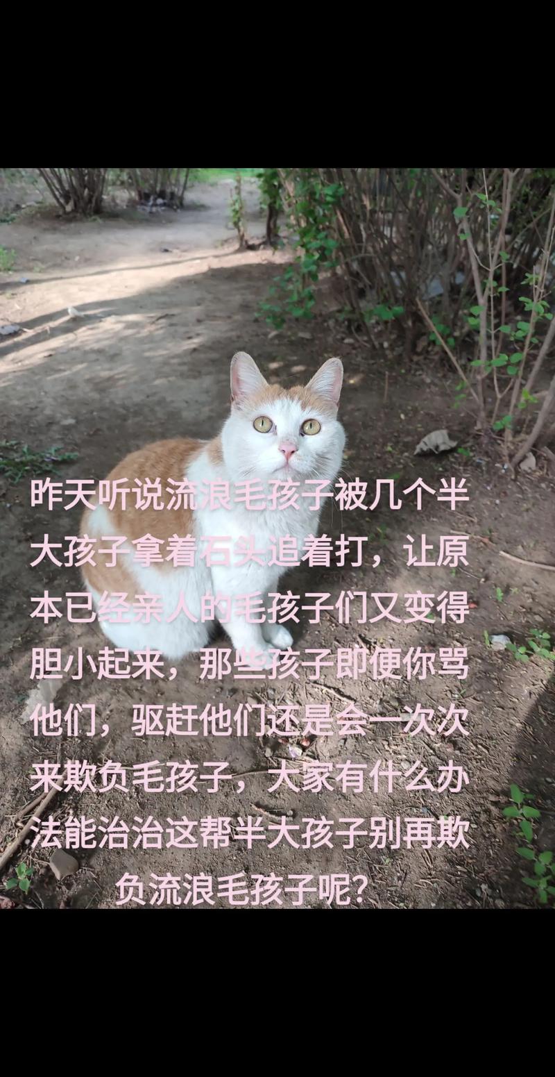 温柔与智慧并存——喂猫咪虾的启示