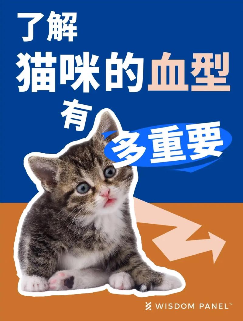 新生猫咪溶血，了解与预防