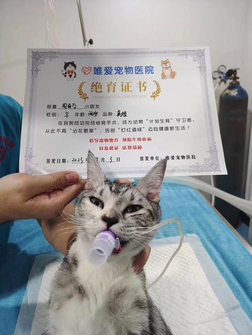 揭秘猫咪多囊肿，了解、预防与治疗