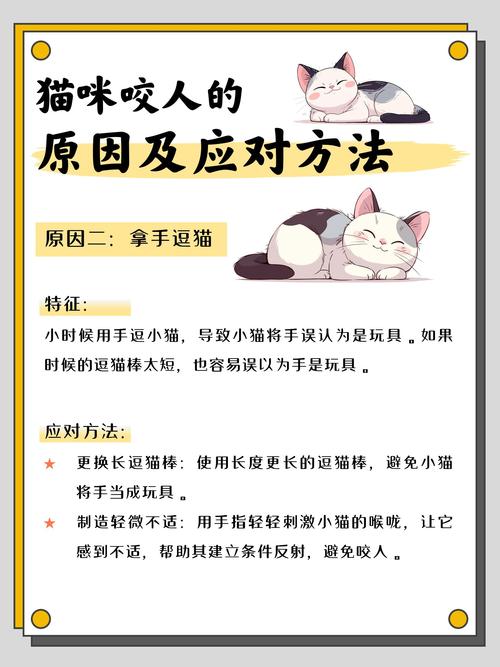 猫咪下腹抖动，常见原因及应对方法