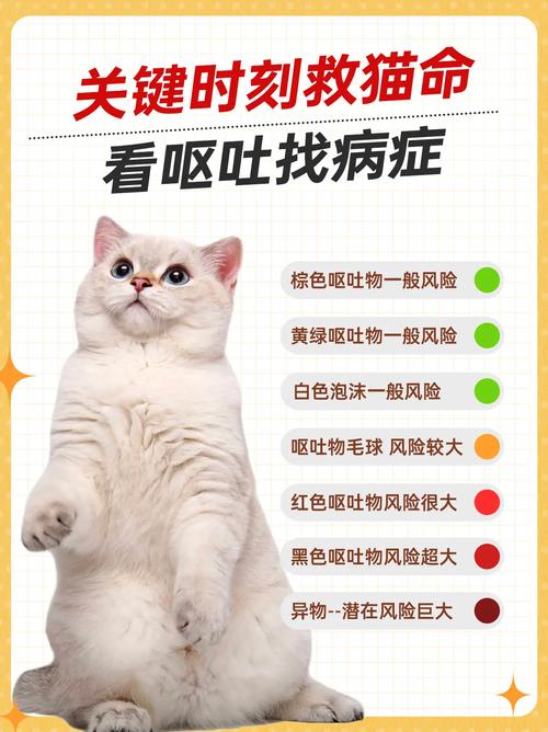 猫咪呕吐胃酸的真相与预防