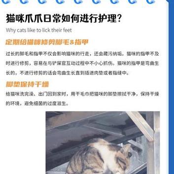 为何猫咪很少叫？了解它们的秘密沟通方式