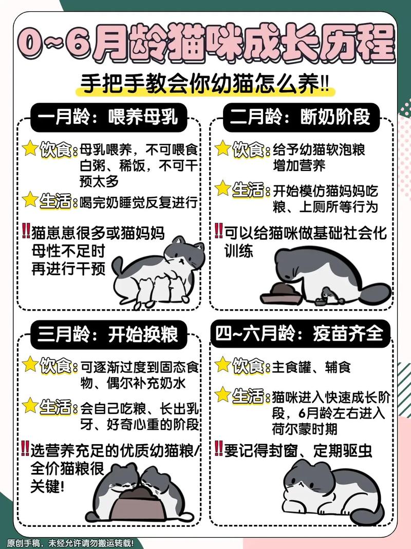 猫咪养成全攻略，从零开始的温馨旅程