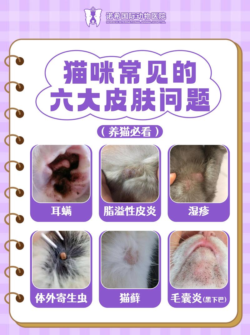 猫咪掉皮屑，为何你的小猫会掉这么多皮？