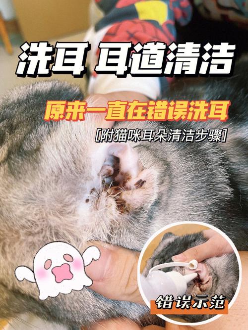 猫咪耳朵脏？清洁妙招让你家小猫咪焕然一新