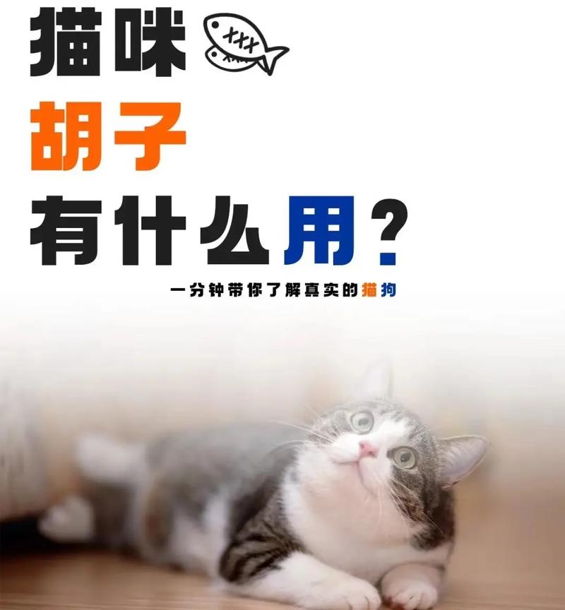 揭秘猫咪的神秘胡须，它们的秘密武器