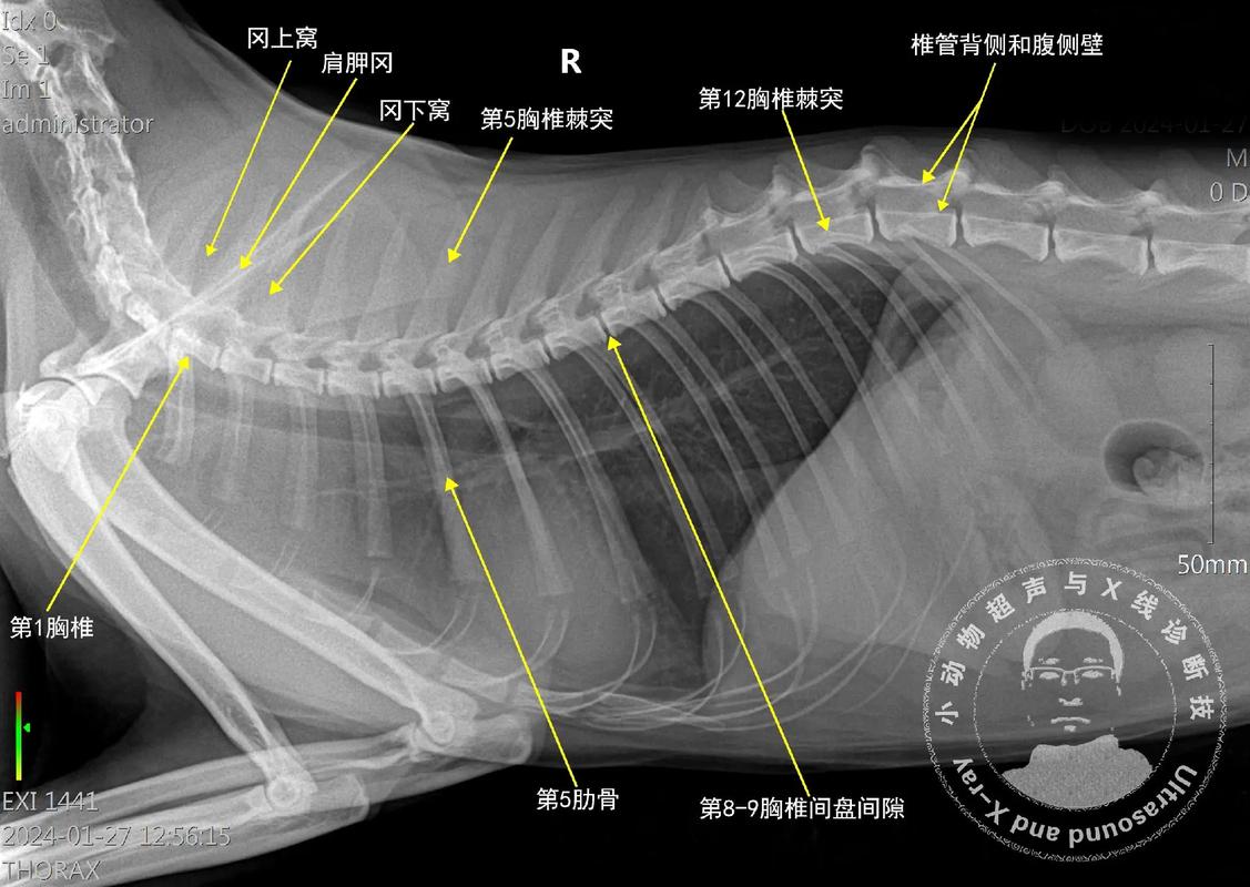 探秘猫咪胸口的神秘骨头，胸椎与脊柱的秘密