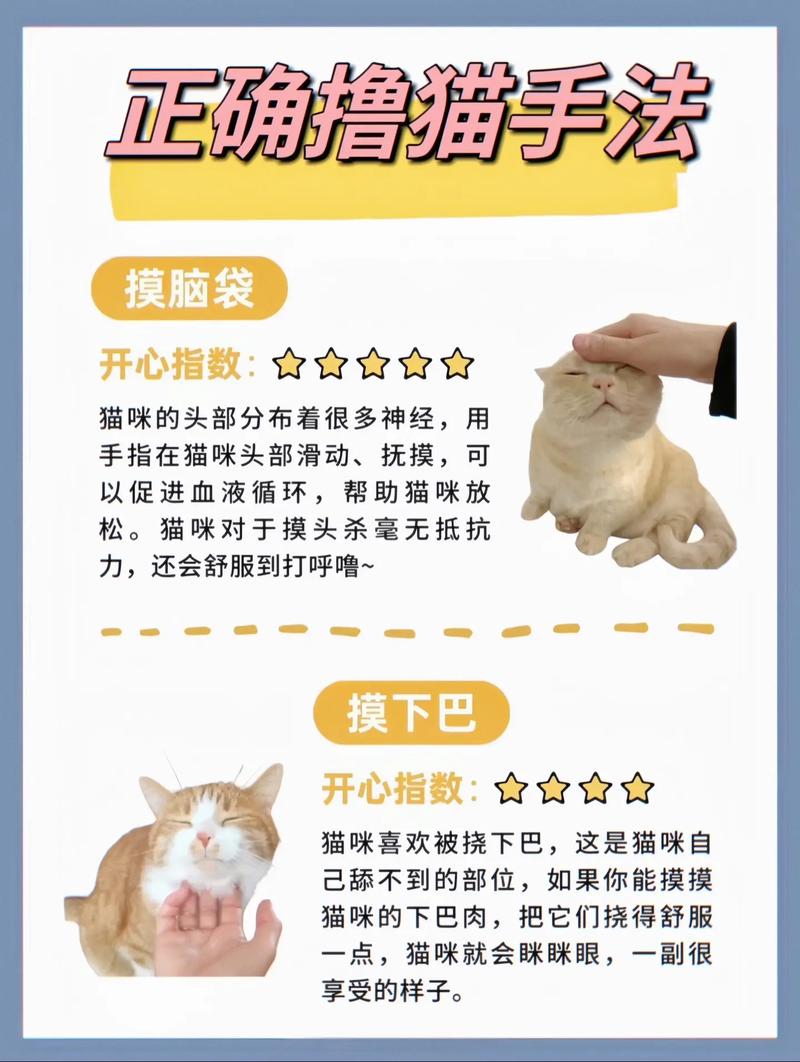 猫咪训练，轻松掌握的五大技巧