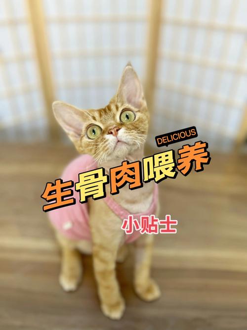 猫咪生肉喂养