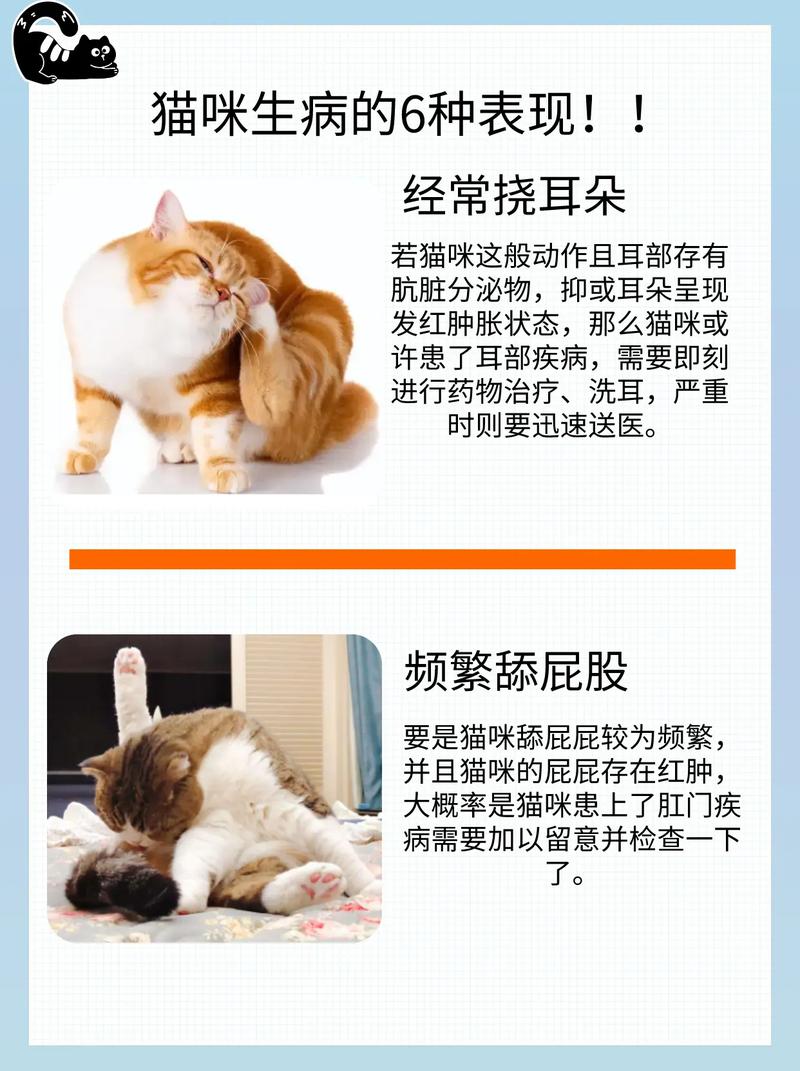 猫咪的不适信号，呕吐与颤抖背后的秘密