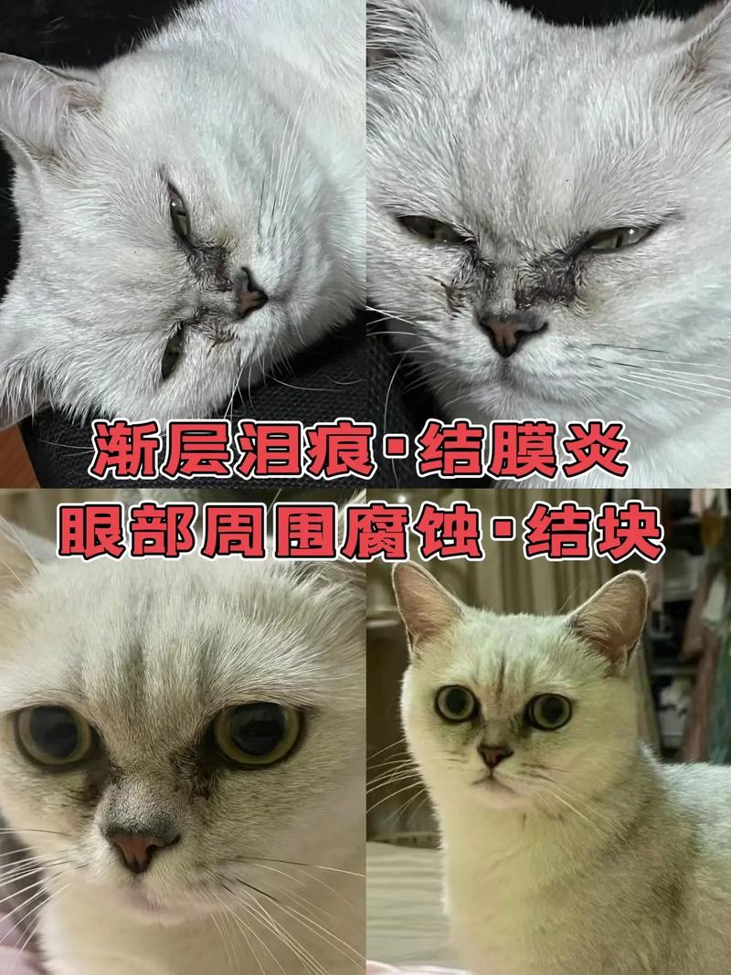 猫咪的泪水中藏着的秘密——它们为何会流泪？