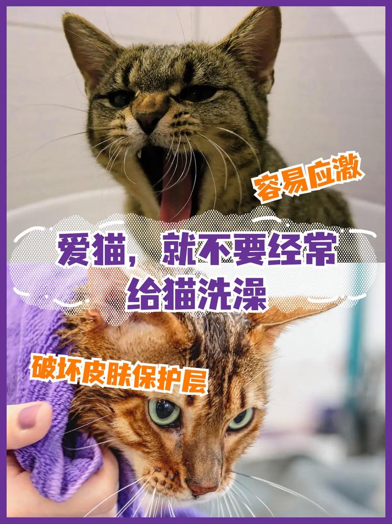 猫咪洗澡恐惧症，如何帮助你的毛孩子克服恐惧？