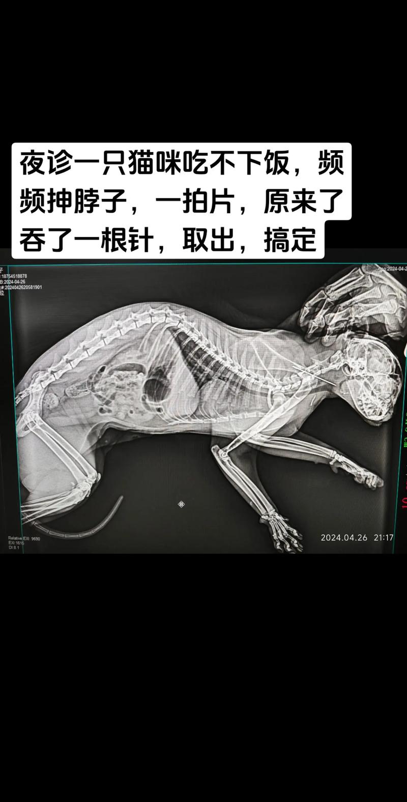 揭秘，猫咪拍片为何如此昂贵？