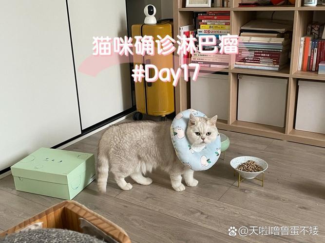 揭秘猫咪的淋巴系统，位置、功能与健康