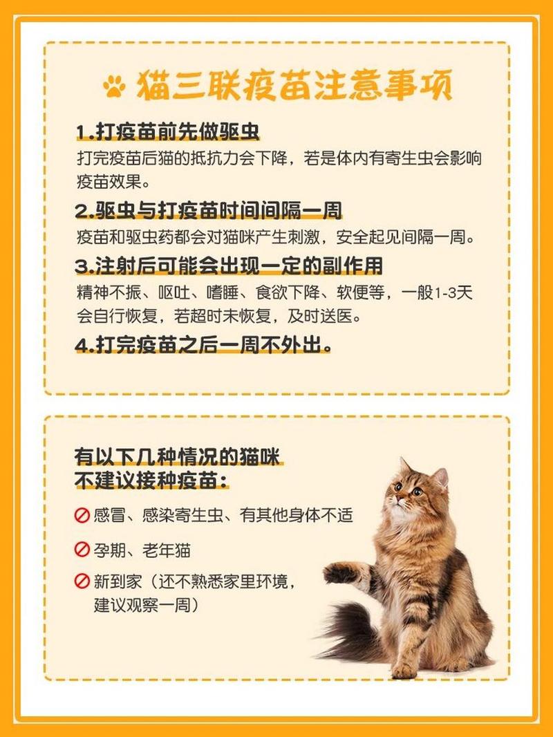 揭秘猫咪疫苗的真伪与重要性