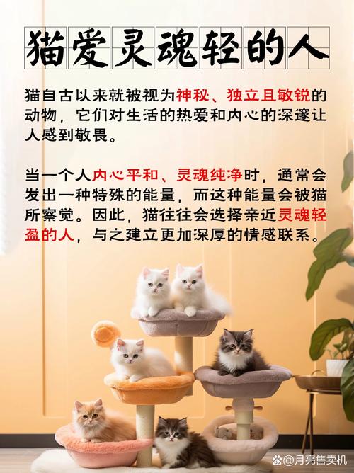 猫咪为何如此亲人？