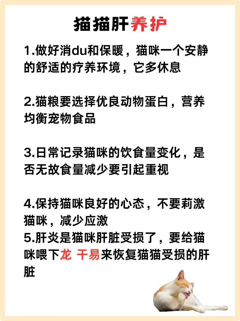 揭秘猫咪肝脏健康，识别和处理肝炎