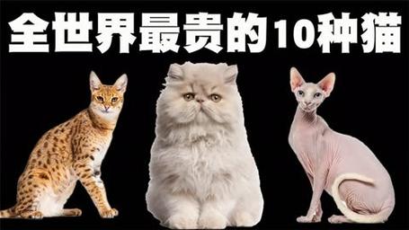 探索猫咪世界，揭秘不同品种的惊人价格