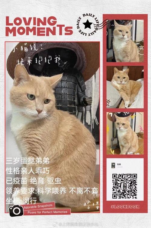 上海猫咪的温馨乐园——探索上海猫咪平台