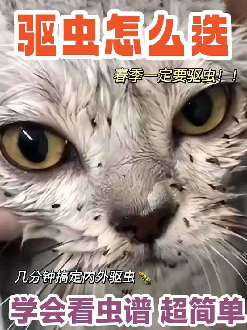 猫咪的老生虫问题，预防与应对