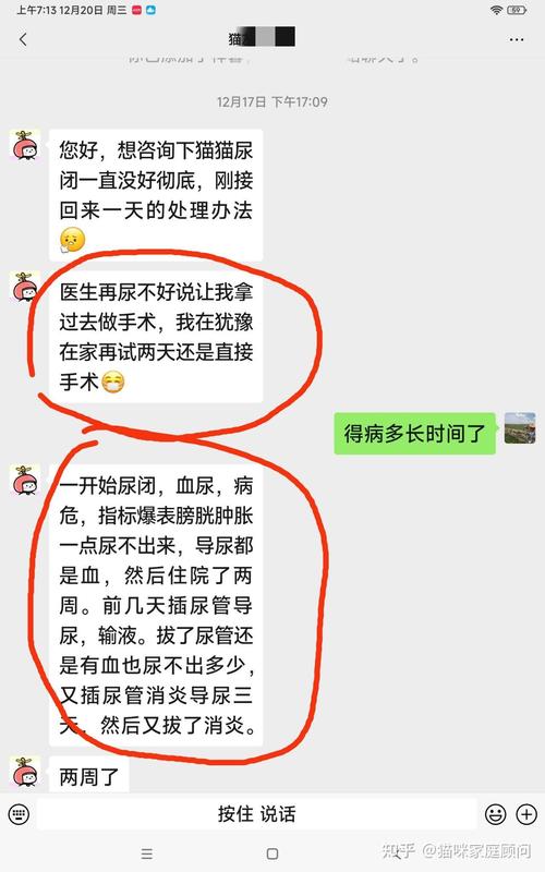 揭秘猫咪导尿的费用，价格透明化与健康管理