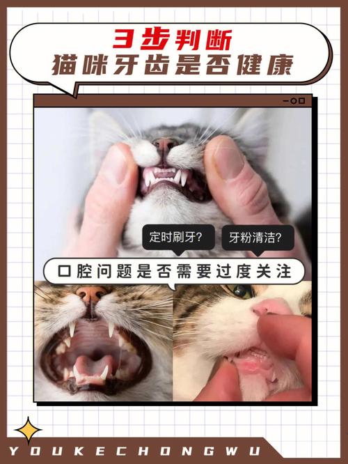 猫咪牙齿多并非好事，健康问题需重视