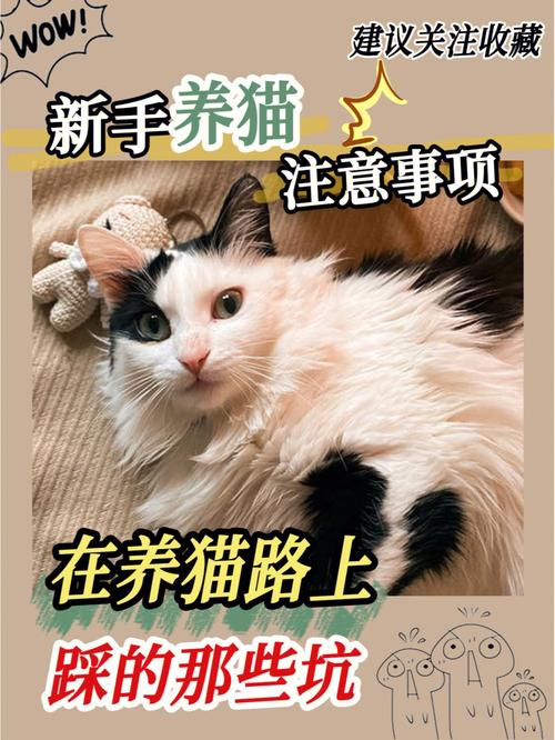 揭秘猫咪的秘密，你的毛茸伙伴背后的生活习惯全解析