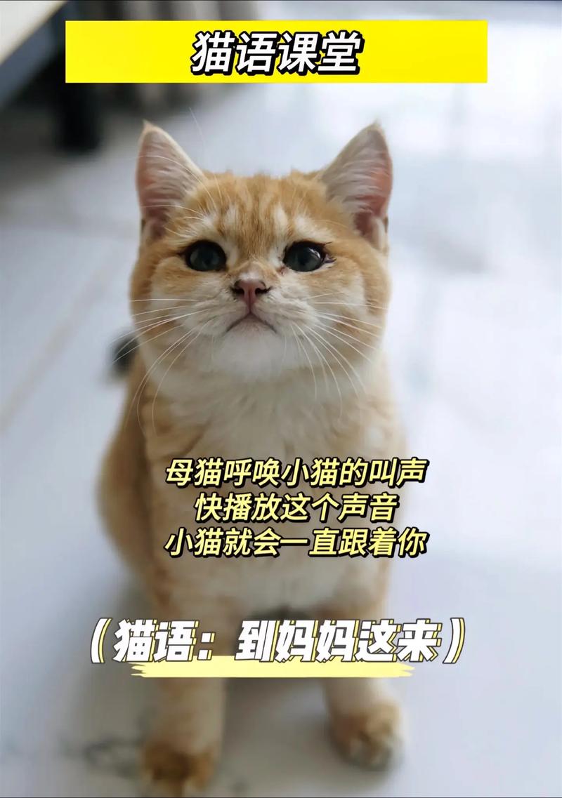 揭秘猫咪的叫声——从叫声看猫妈妈的生产过程