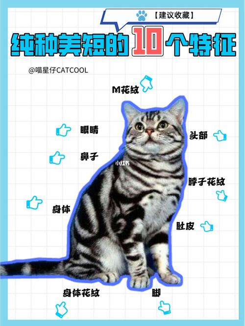 探索猫咪虎斑纹背后的秘密