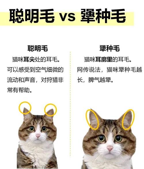 猫咪晕车？这些预防妙招让你的毛孩子轻松乘车