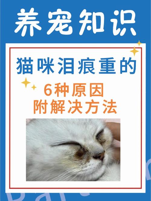 猫咪眼屎变硬，如何应对与预防